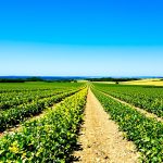 Champs de chou-fleur en Bretagne
