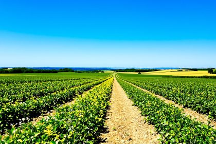 Champs de chou-fleur en Bretagne