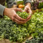 sélection_betterave_marché