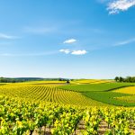vignobles_france