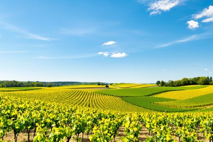 vignobles_france