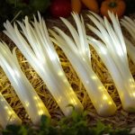 asperges_marche_printemps