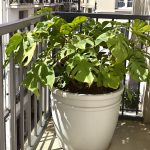 Balcon_Liveche_Pot
