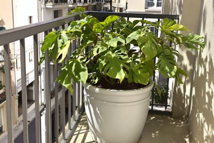 Balcon_Liveche_Pot