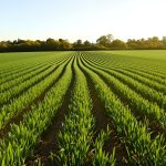 Champ_Asperges_Landes