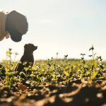 champ_asperges_printemps