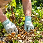 entretien_fraisiers_printemps.