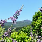 floraison_lilas_printemps.