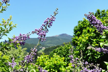 floraison_lilas_printemps.