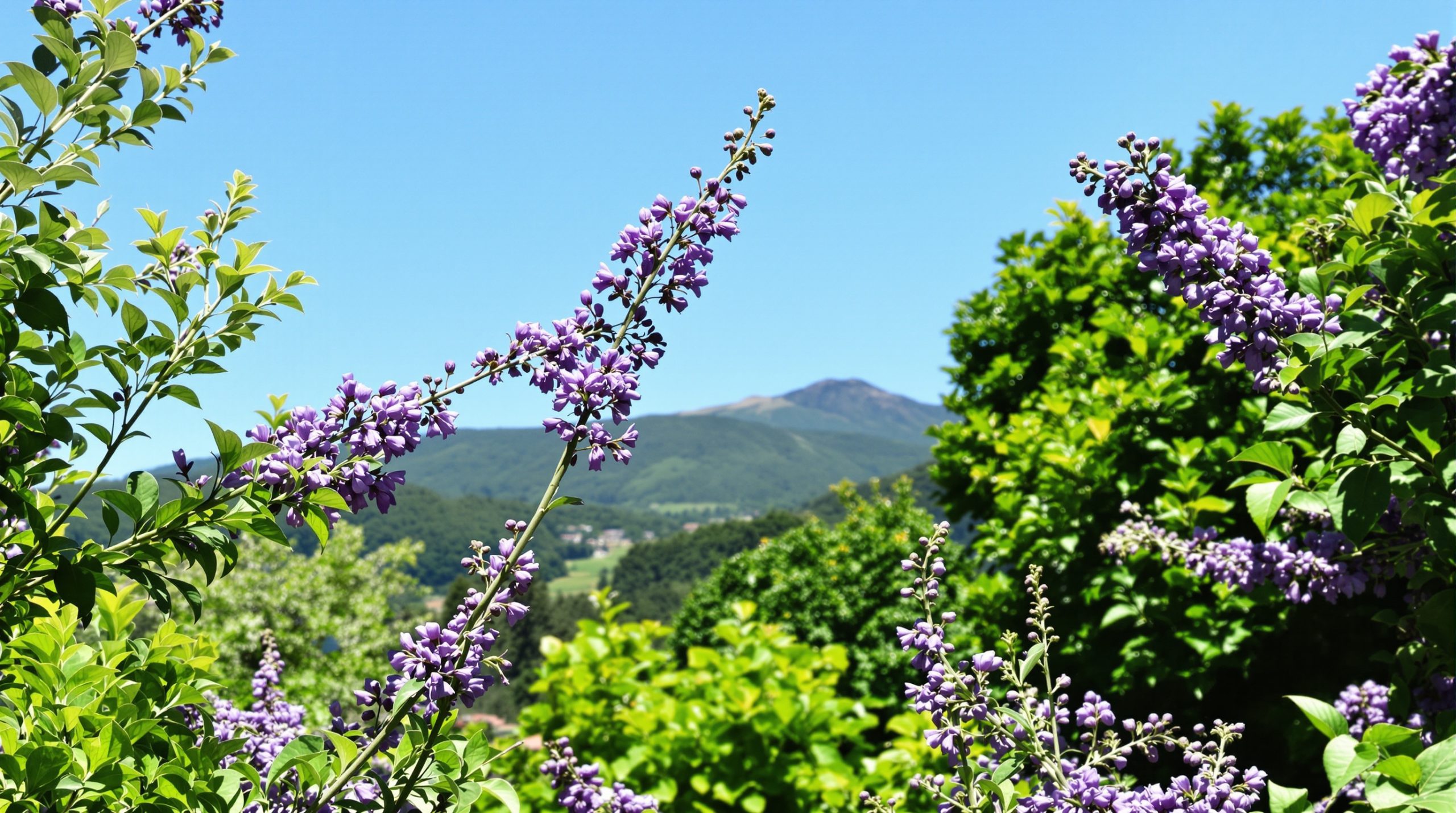 floraison_lilas_printemps.