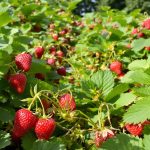 fraisiers_jardin_matures