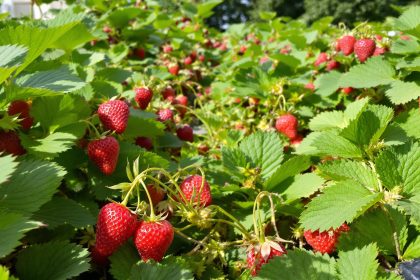 fraisiers_jardin_matures