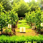 Jardinage_pommes_de_terre_carton