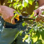 jardinier-bouturage-figuier