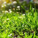 Jeunes_pousses_printanières