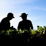 Marché de l'asperge à Hoerdt