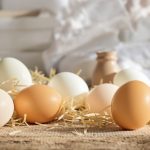 œufs_frais_filière_consommation