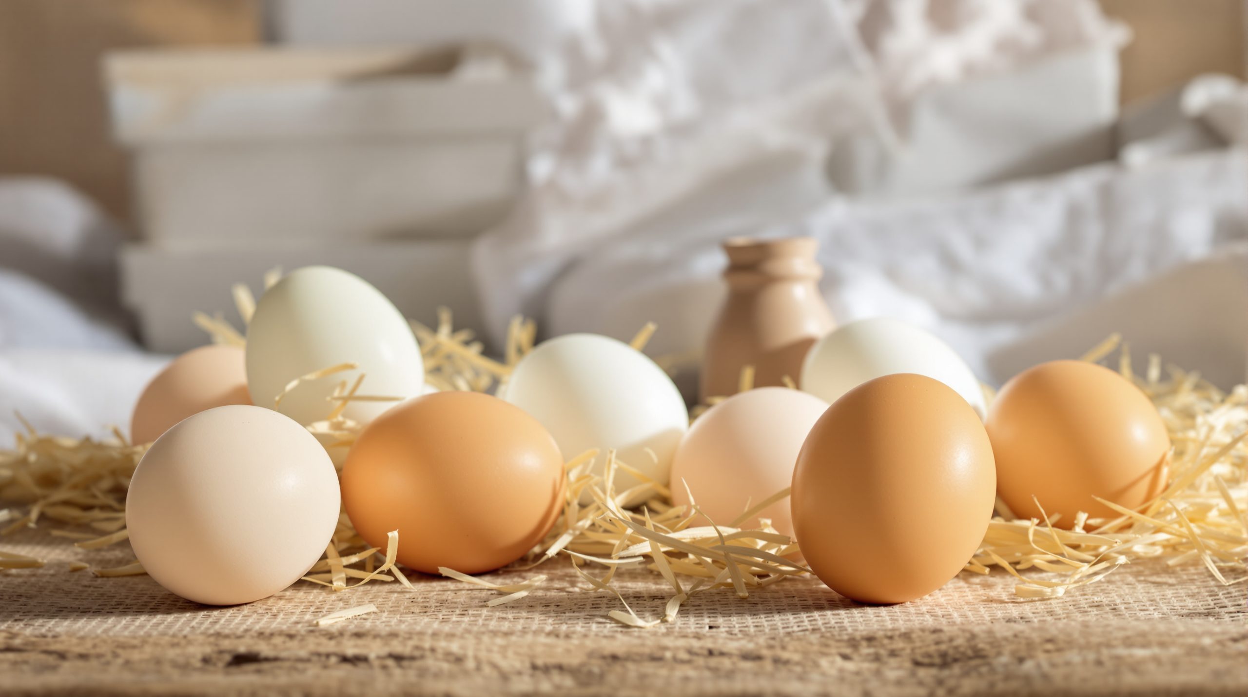 œufs_frais_filière_consommation