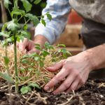 Plantation_tomates_potager
