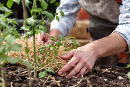 Plantation_tomates_potager