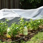 plantation_tomates_protection