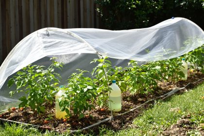 plantation_tomates_protection