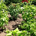 potager_naturel_bananes