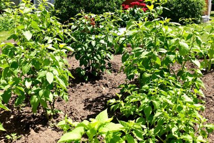 potager_naturel_bananes