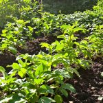 potager_pommes_de_terre_continu
