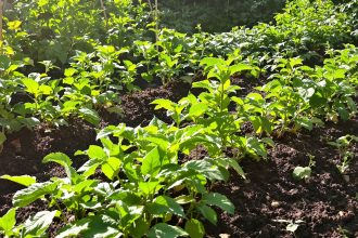 potager_pommes_de_terre_continu