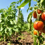 potager_tomates_amendement_organique