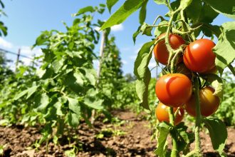 potager_tomates_amendement_organique