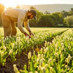 Récolte printanière d'asperges