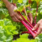 récolte_rhubarbe_potager