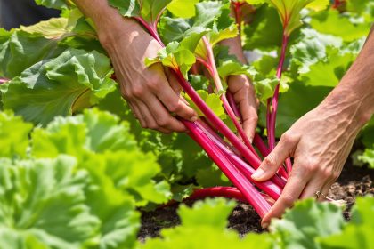 récolte_rhubarbe_potager