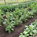 rotation_cultures_potager