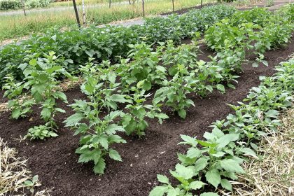 rotation_cultures_potager