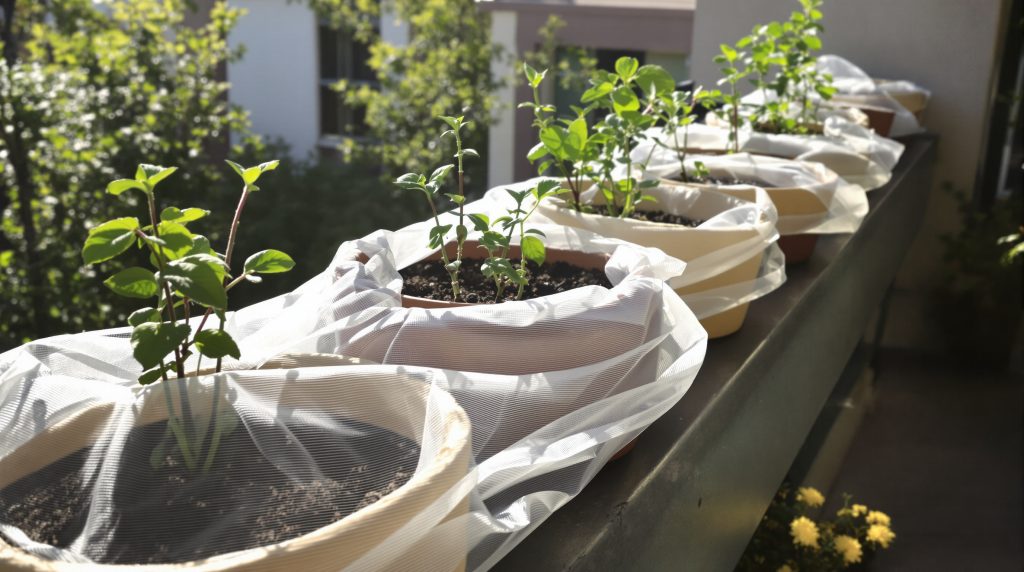 semis_precoce_jardin_urbain