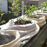 semis_precoce_jardin_urbain