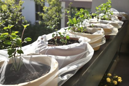 semis_precoce_jardin_urbain