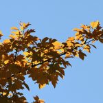 Amélanchier en automne.