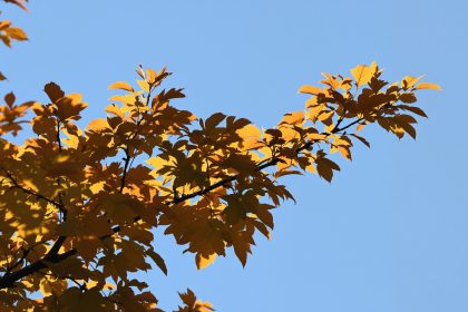 Amélanchier en automne.