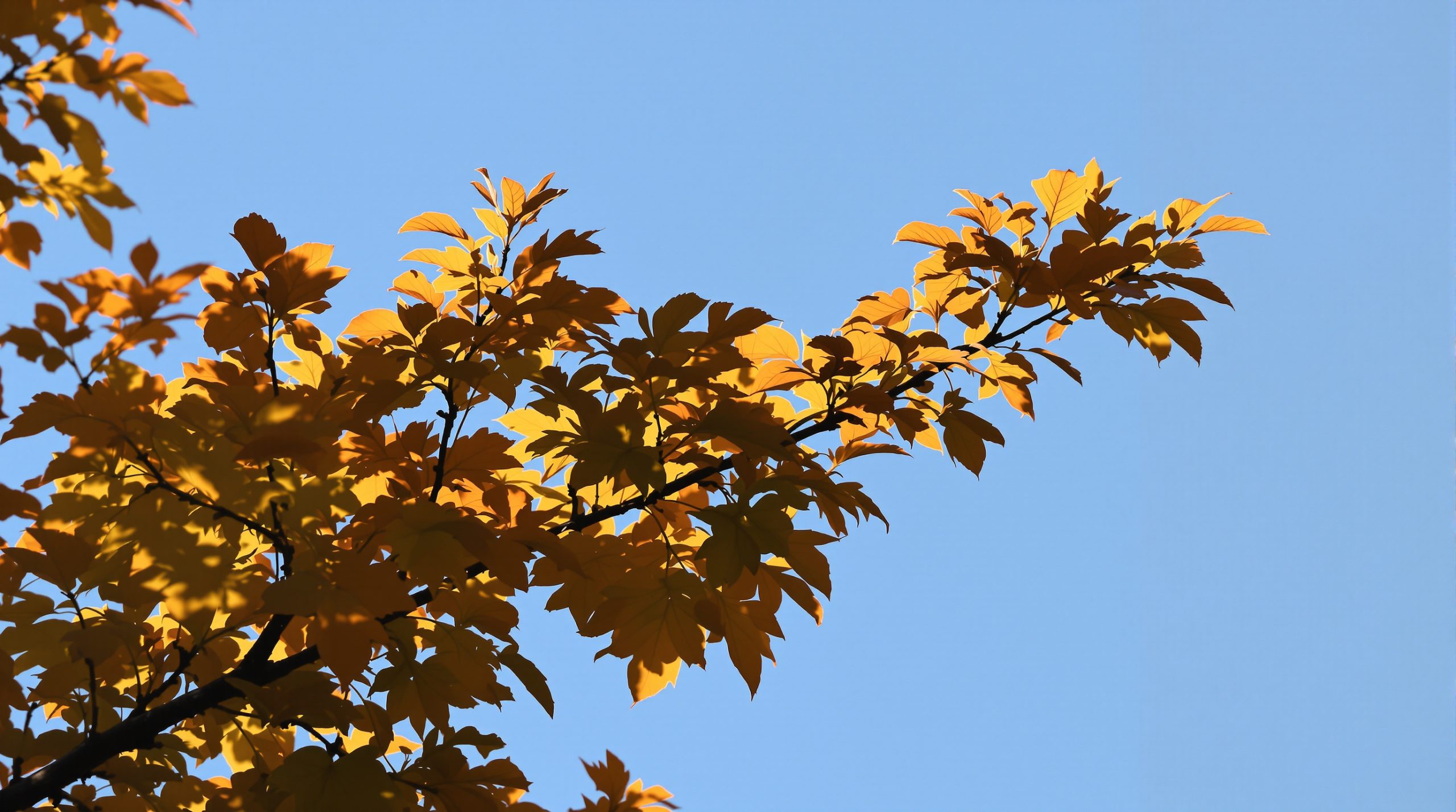 Amélanchier en automne.