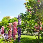 betteraves_plates_egypte_jardin