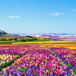 champ_d_iris_mediterraneen