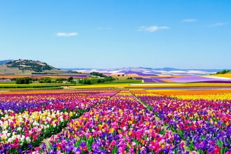 champ_d_iris_mediterraneen