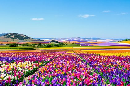 champ_d_iris_mediterraneen