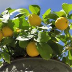 Citronnier_Revitalisé_Avec_Nutriments_Naturels