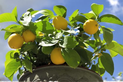 Citronnier_Revitalisé_Avec_Nutriments_Naturels