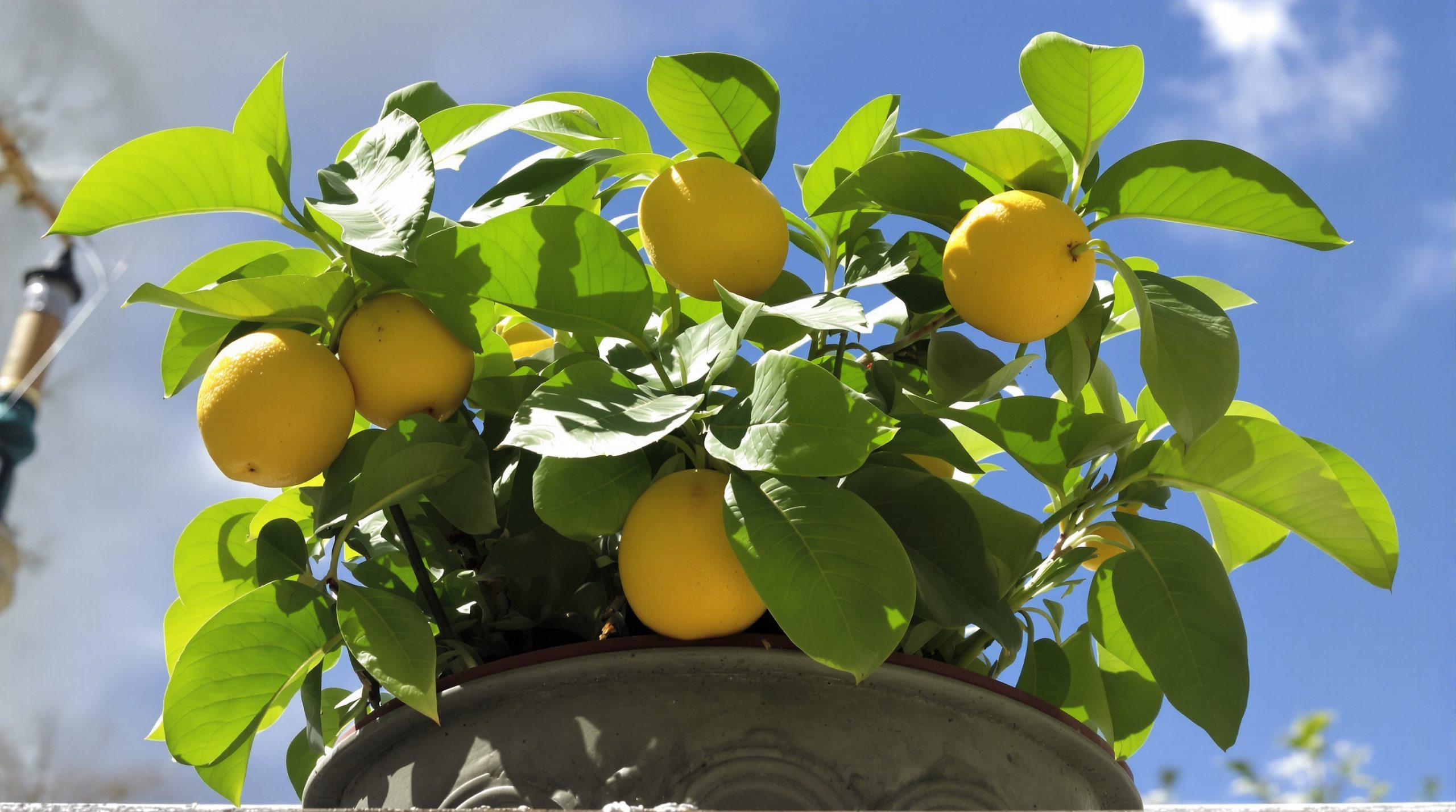 Citronnier_Revitalisé_Avec_Nutriments_Naturels